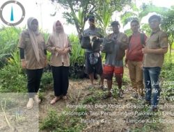 272 Hektare Lahan Perkebunan Kelapa Dapat Bantuan Bibit Gratis